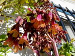 کالانکوئه دایگریمونتیا